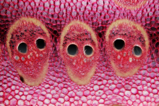Illustration for article titled Monstruos diminutos: las 10 mejores imágenes microscópicas del año